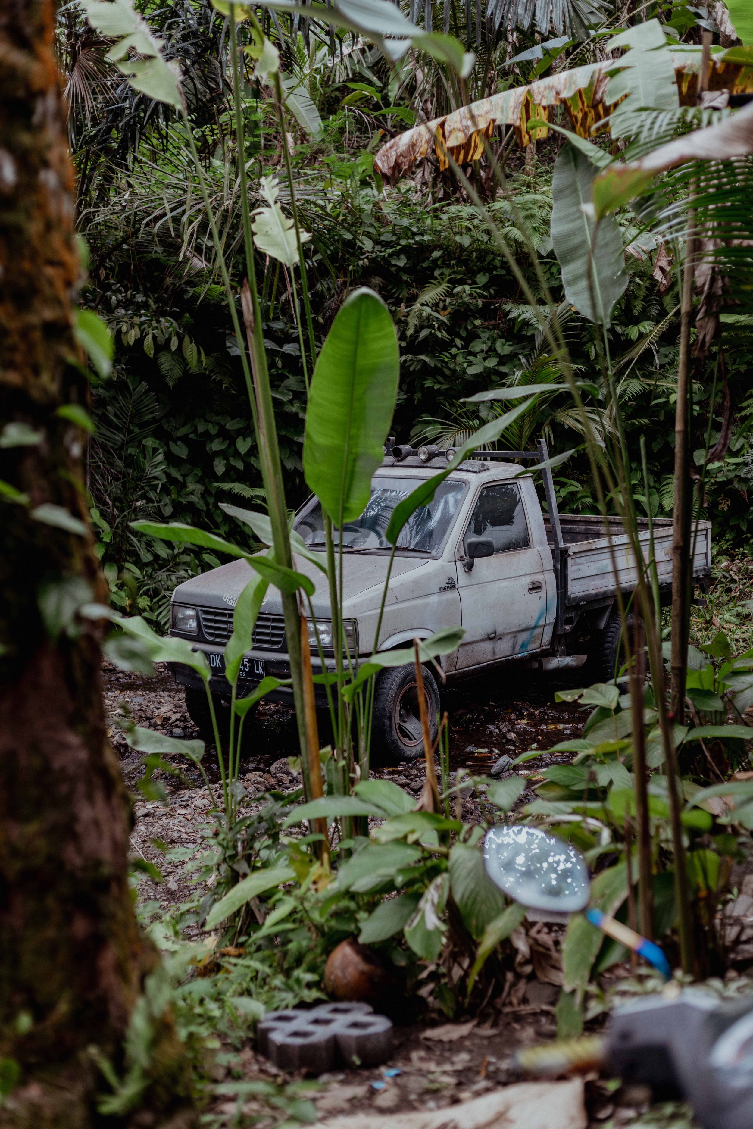 Old white pickup truck parked among large banana leaves and tropical foliage.