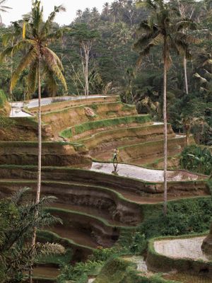 Terraced rice fields with palm trees and traditional agricultural steps in tropical landscape.
