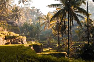 Sunrise over terraced rice fields with palm trees casting long shadows in Bali.