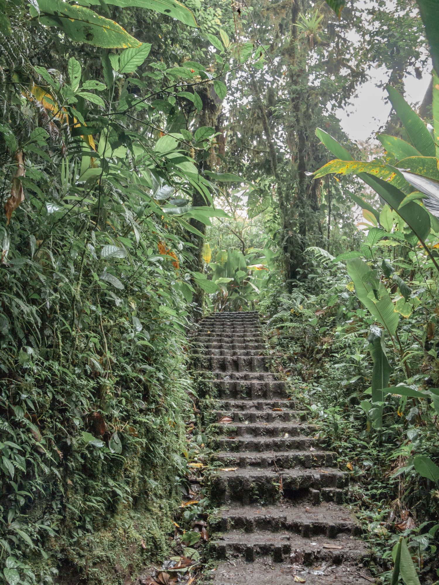 Stone steps ascend through a lush tropical garden path surrounded by green foliage and banana plants.