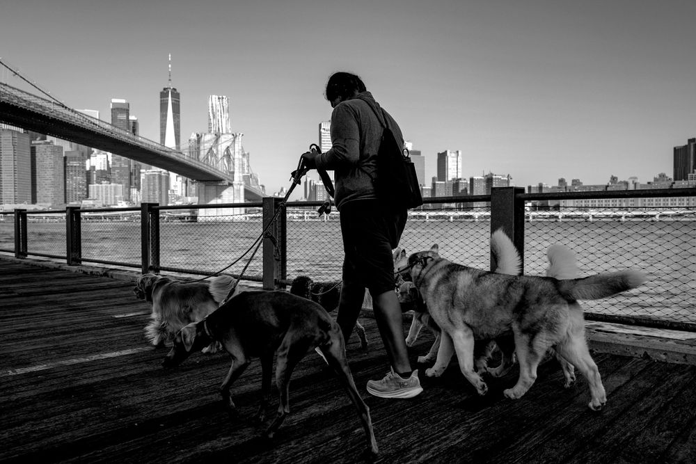 Dog walker with multiple dogs on a boardwalk with Brooklyn Bridge and NYC skyline in background.