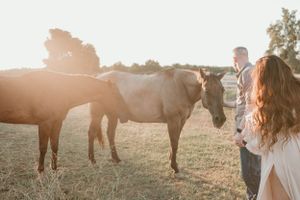 Several horses stand in a grassy field during golden hour.
