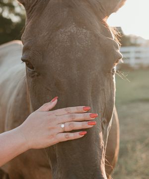 Close-up shot of hands gently touching a brown horse's face in golden sunlight.
