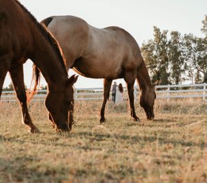 Brown horses graze together in a field during sunset.
