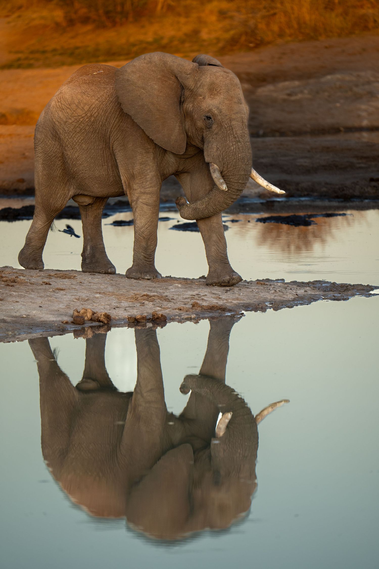 African elephants drinking at a waterhole with their reflections mirrored in the still water.