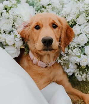 Adorable golden retriever puppy wearing a pink collar poses among white floral wedding arrangements.