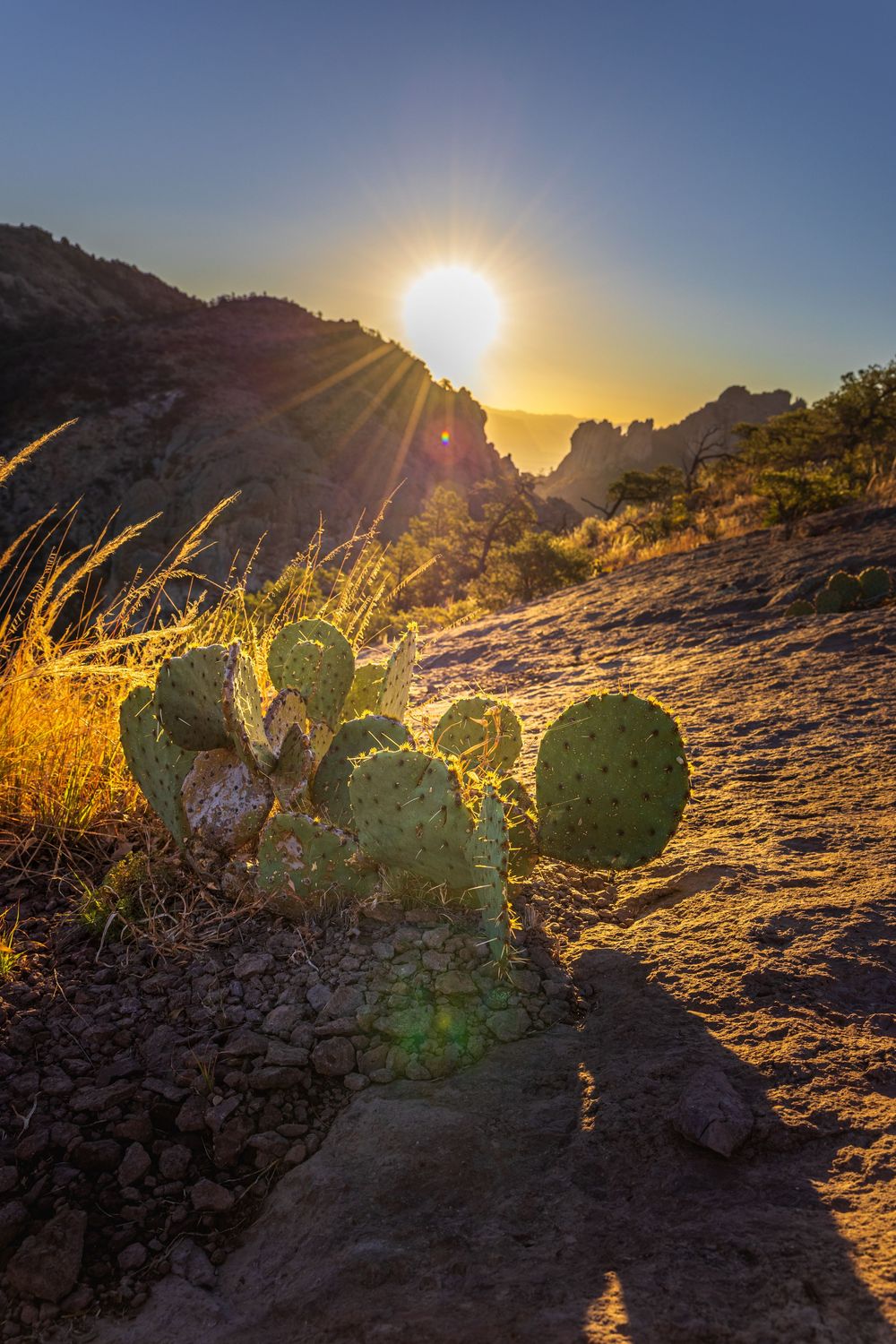 Lost Cactus