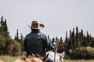 Rider on horseback herding cattle in a Fort St John ranch setting.