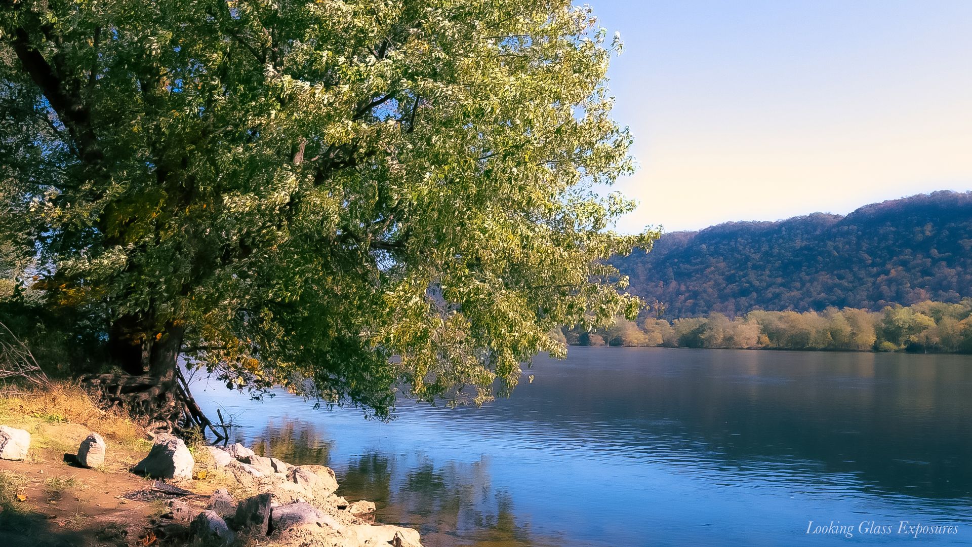 A Trees Company, is about an elder tree, one who is wise, and knows what it is like to live a life of self taught love. It is kind, and real