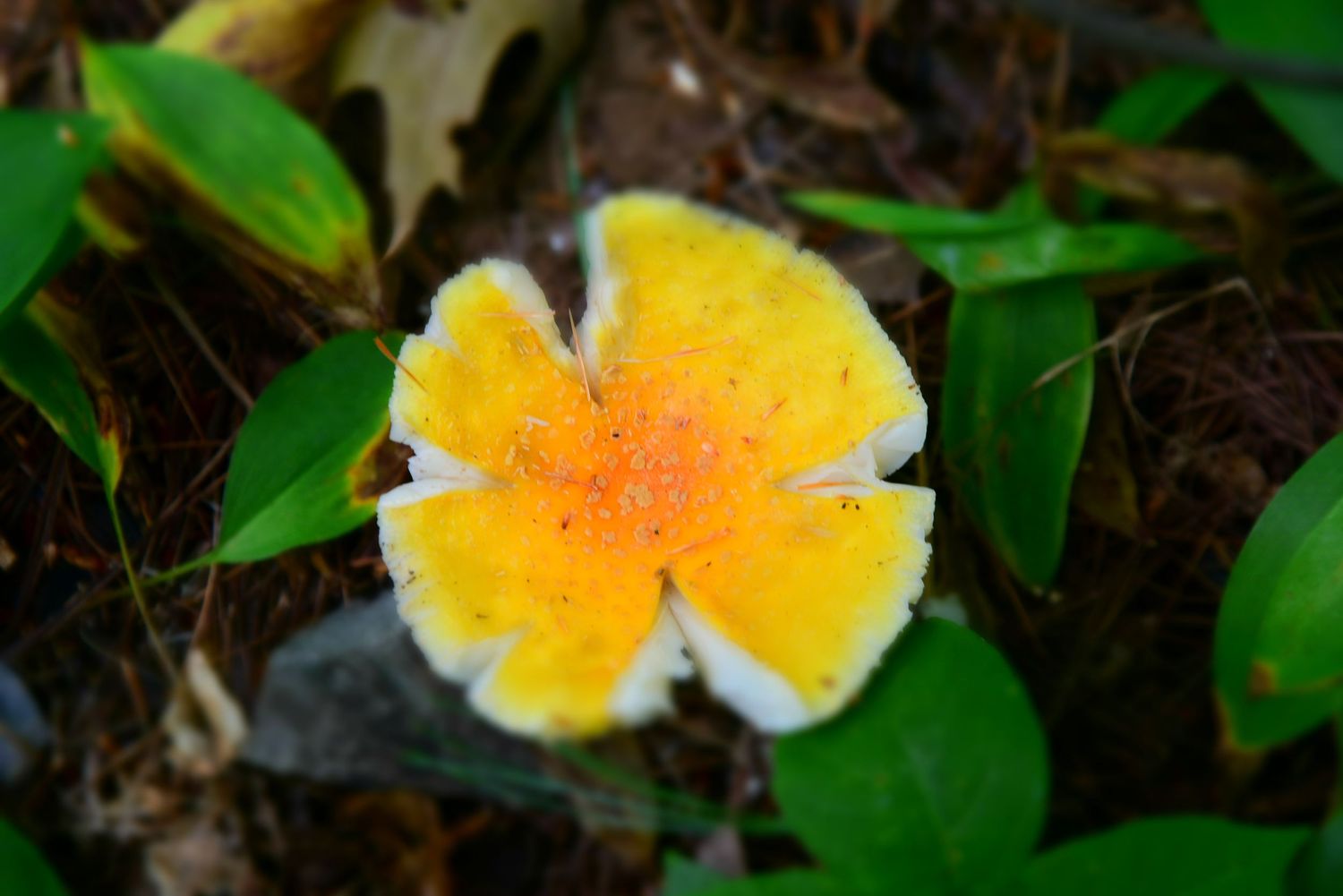 PT#1 - Fungi Flower. Ottawa, CA.