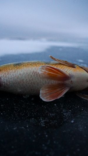 Close-up of a fish's golden scales and orange fin against a dark background.