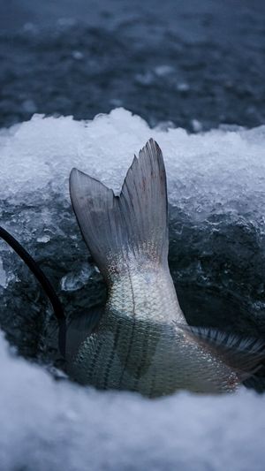 Fish tail fin emerging through broken ice with detailed scale patterns visible.