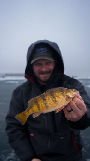 Yellow perch catch being displayed during an ice fishing expedition.