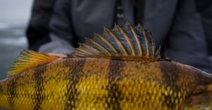 Close-up detail of yellow perch dorsal fin spines and scales.