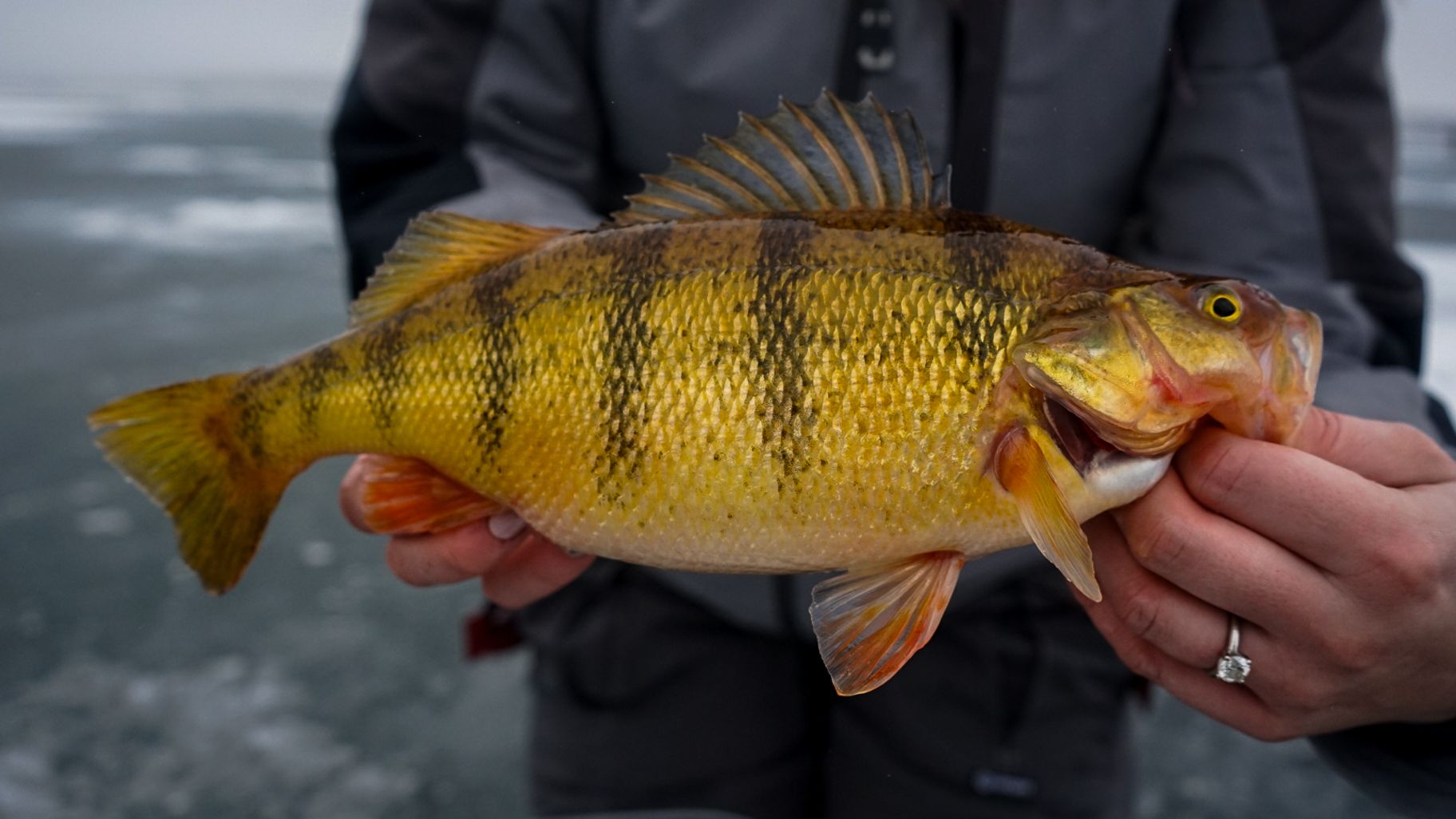Freshly caught yellow perch with distinctive stripes being held up against grey sky.