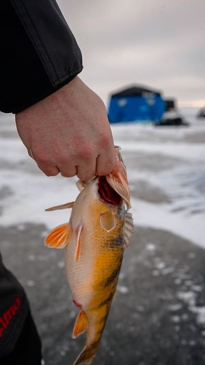 Hands holding a bright orange goldfish or carp caught while ice fishing.