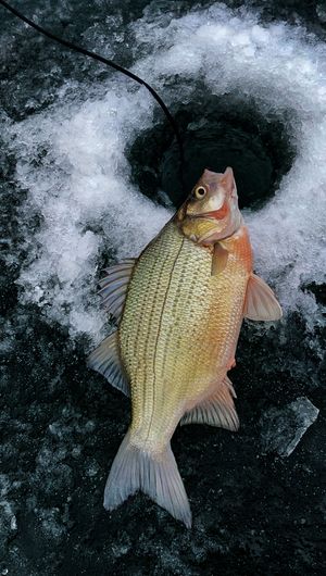 Ice fishing catch showing freshly caught perch through holes in frozen lake surface.