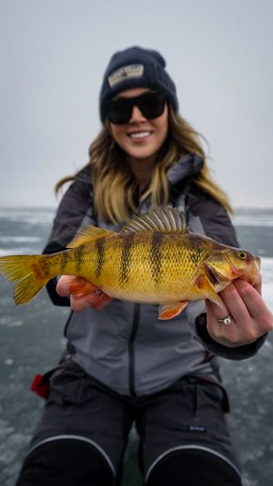 Yellow perch caught while ice fishing on a winter lake.