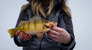 Person holding a freshly caught yellow perch while ice fishing on a winter lake.