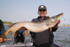 Several large pike fish caught during a successful fishing expedition.