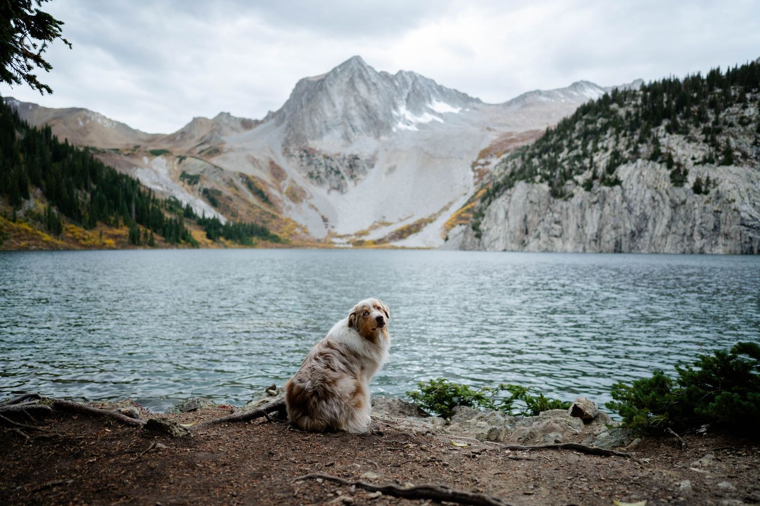 Australian Shepherd sitting on the bank of Snowmass Lake in Colorado with Snowmass Mountain in the background.