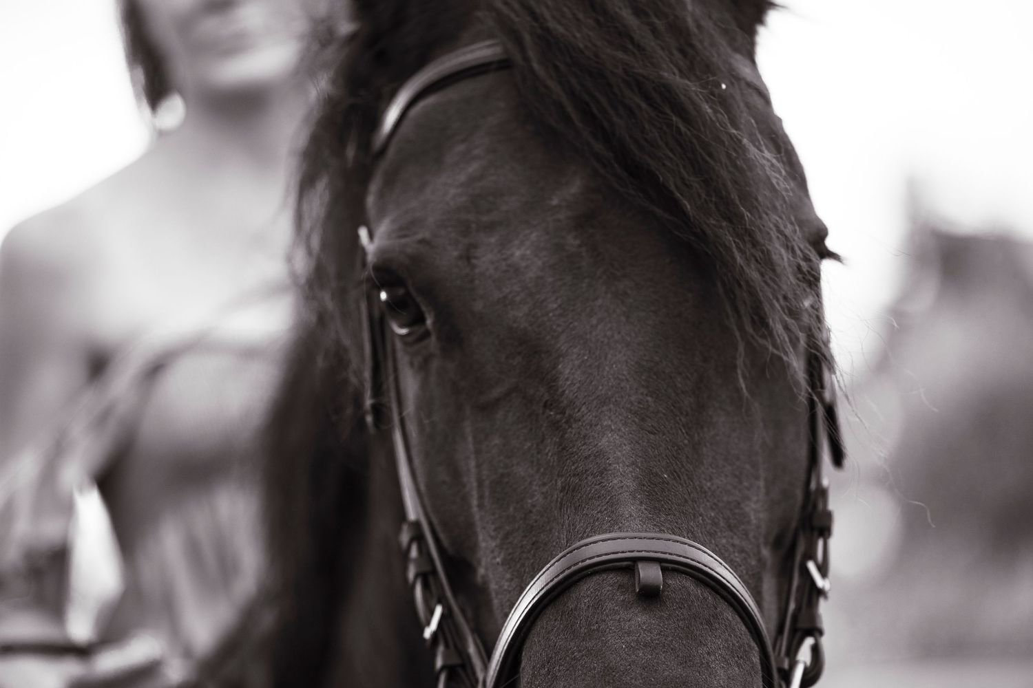 A close-up black and white photo of horses with dark manes looking intently to the side, capturing their profile and features. Buhler Kansas