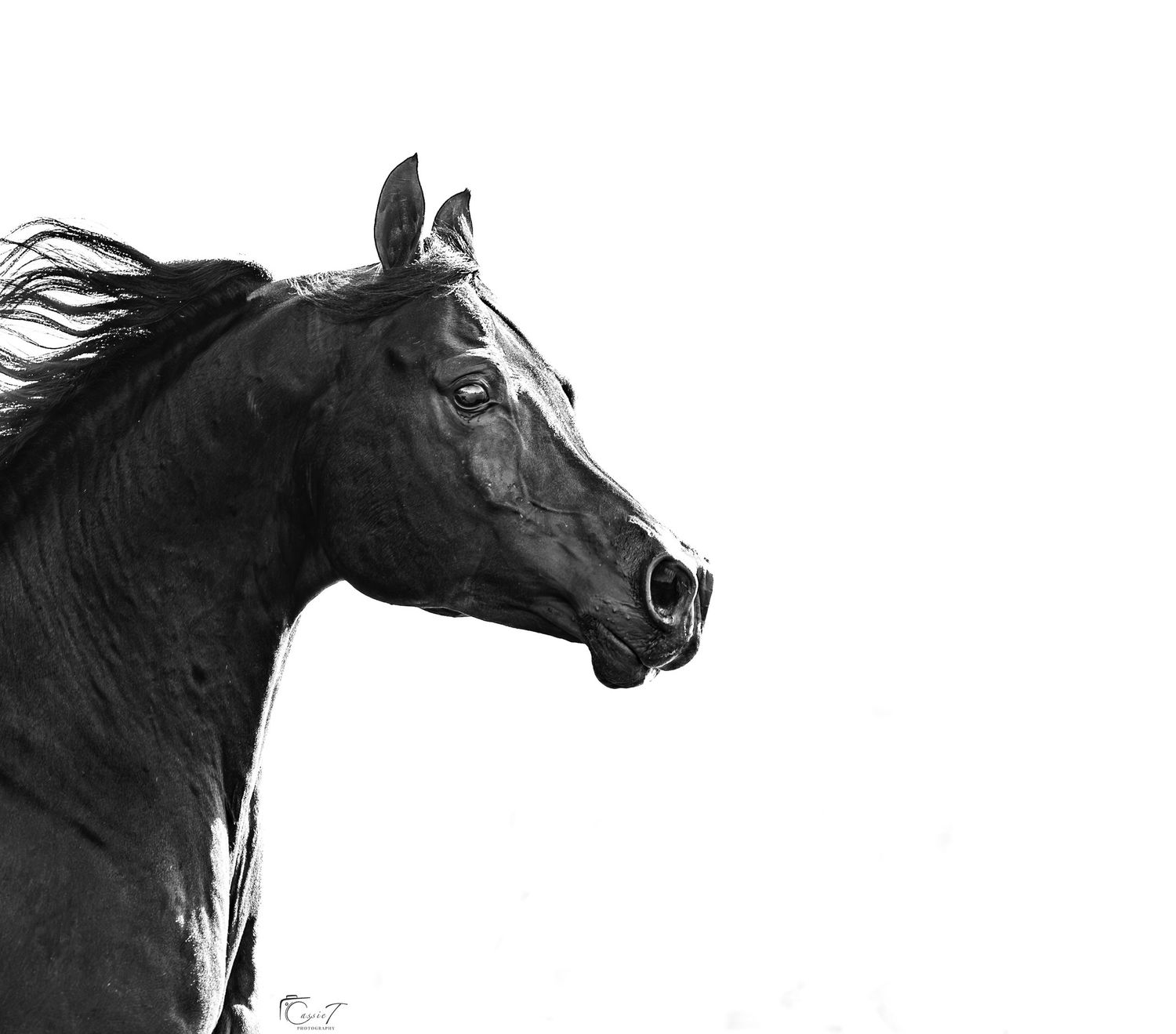 Dramatic black horse portrait showing the animals' profiles against a light background.