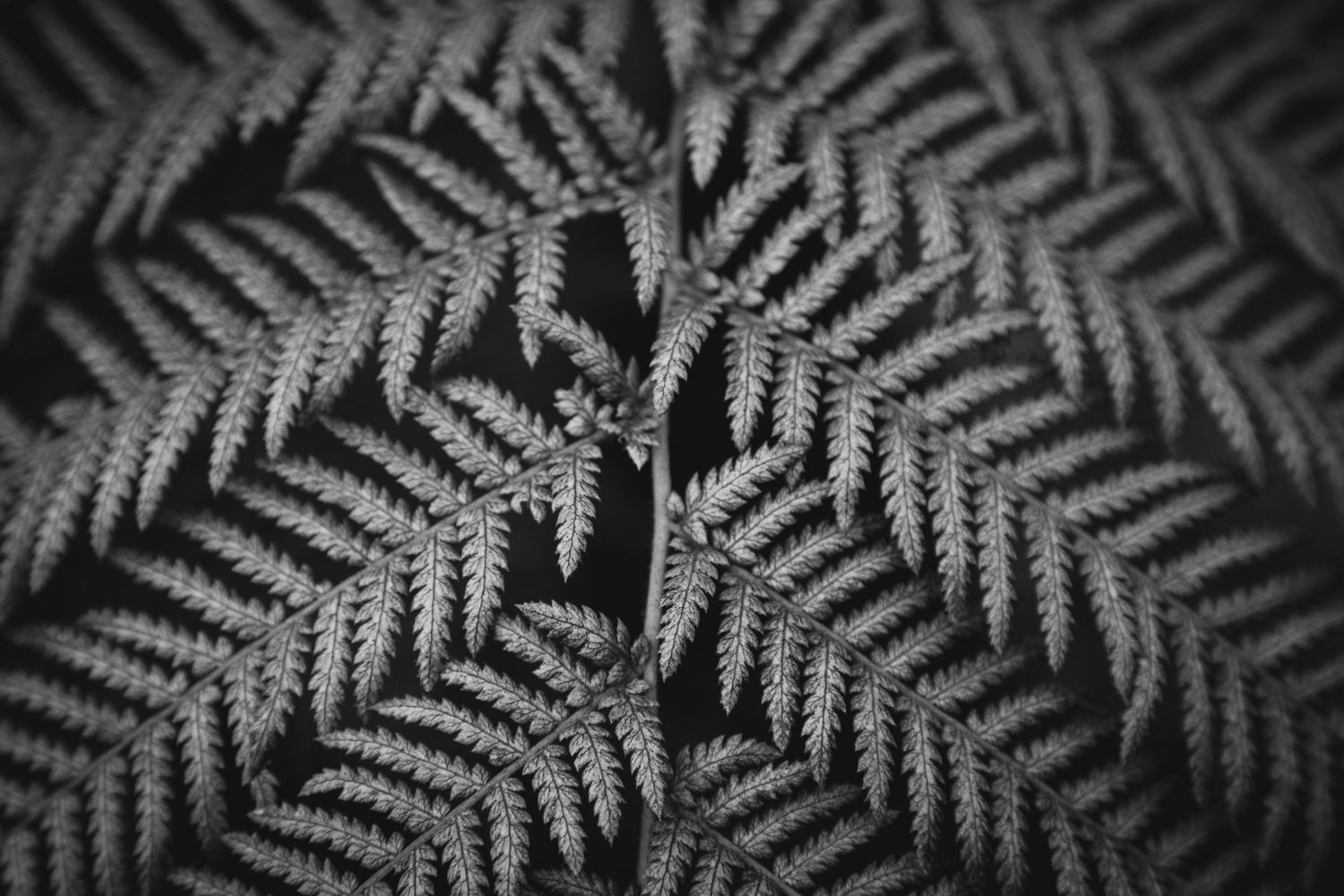 Black and white close-up photograph of delicate fern fronds in geometric patterns.
