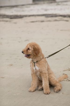 BRANDING | OUTDOORS | BEACH | DOG | PUPPY