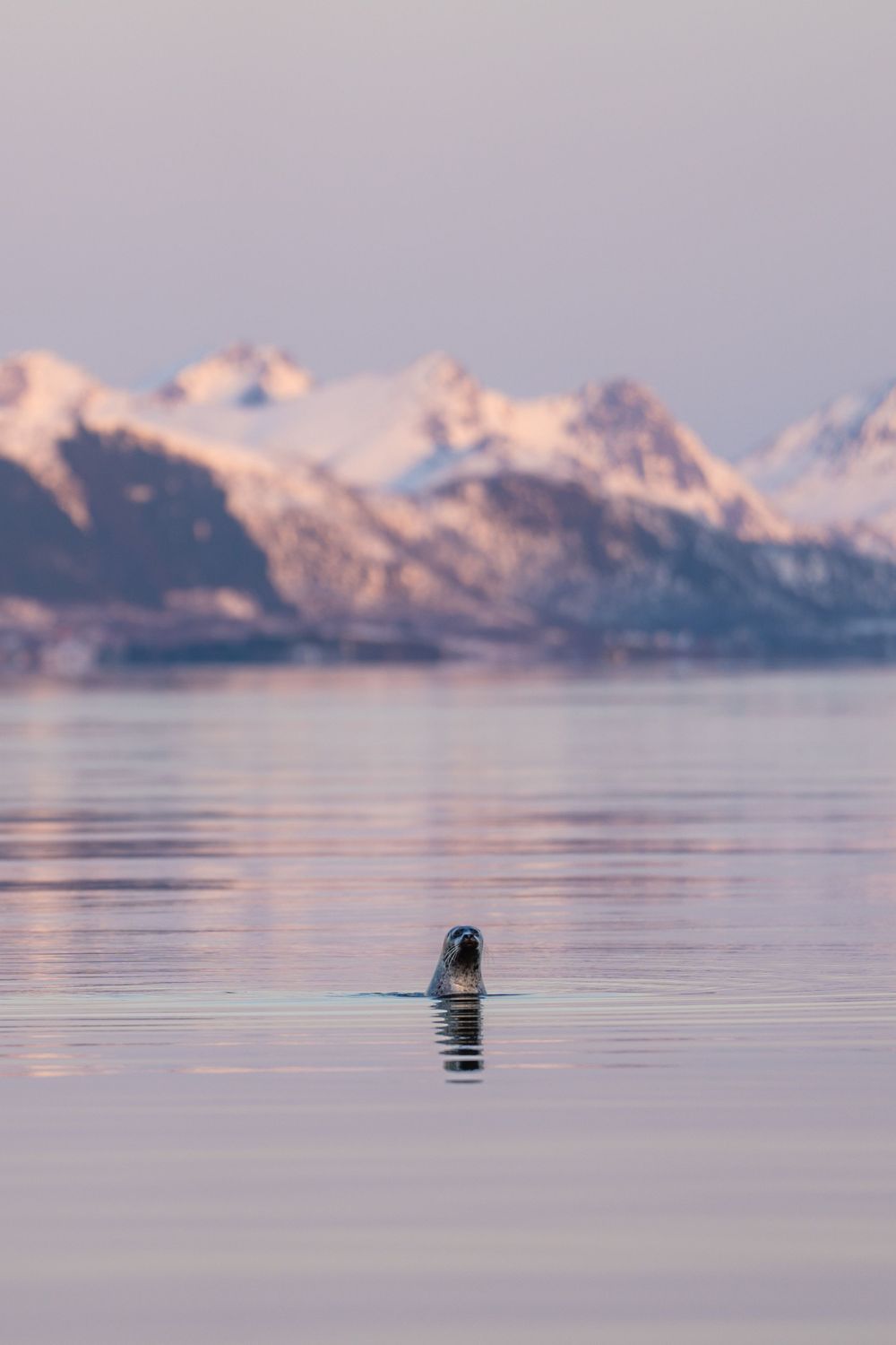 phoque andenes lofoten norvège animaux