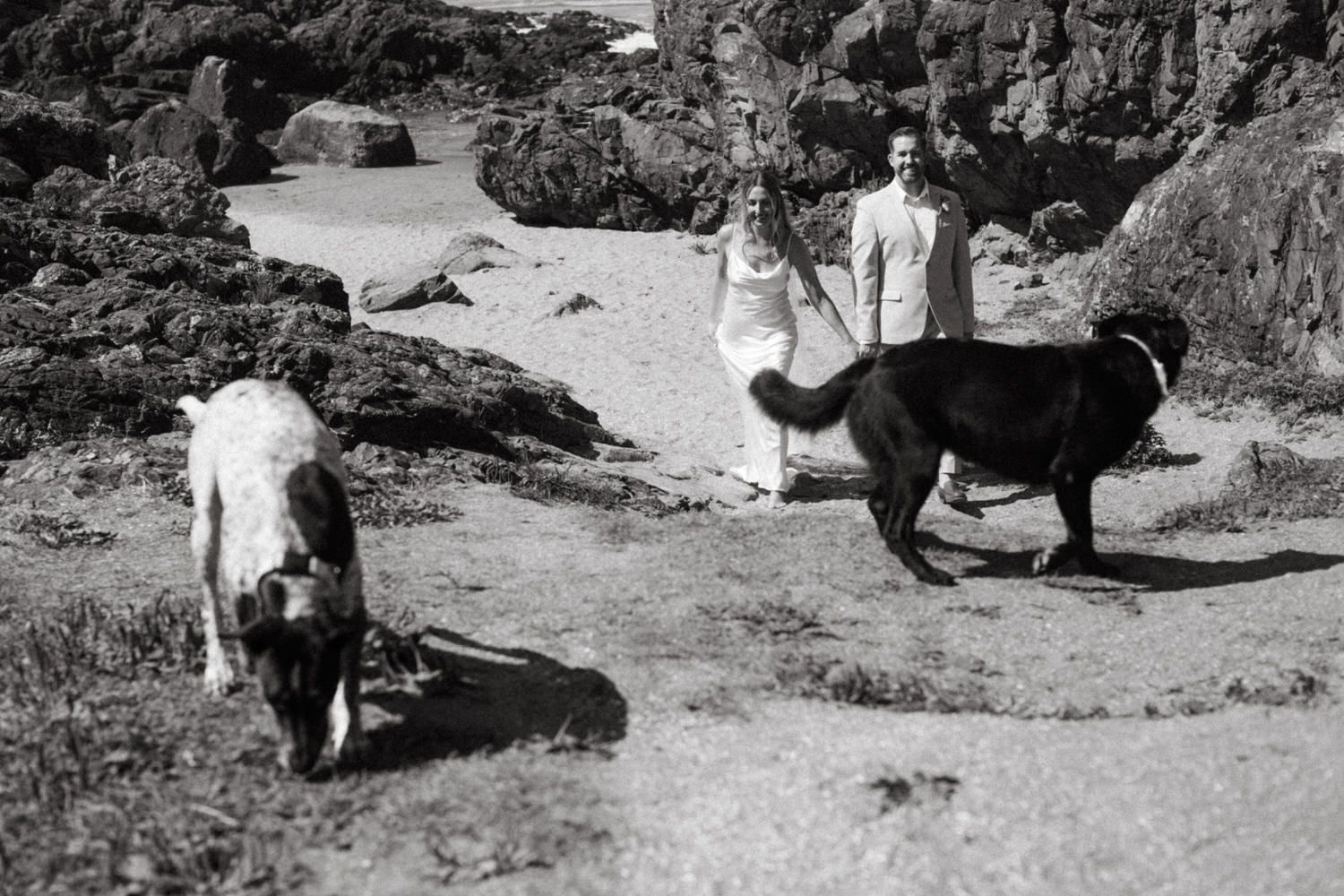 Black and white photo of newlyweds walking two dogs along a rocky coastal beach path.