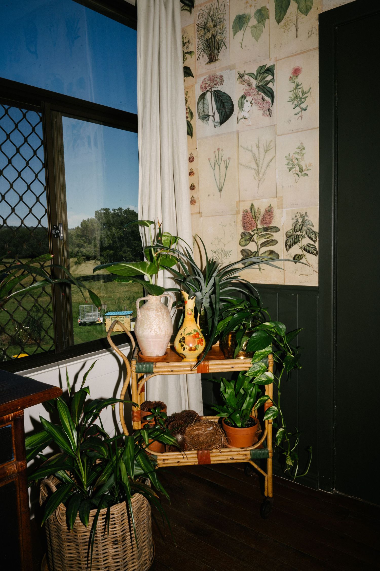 Indoor window sill decorated with potted plants, botanical prints, and a carved pumpkin against natural sunlight.