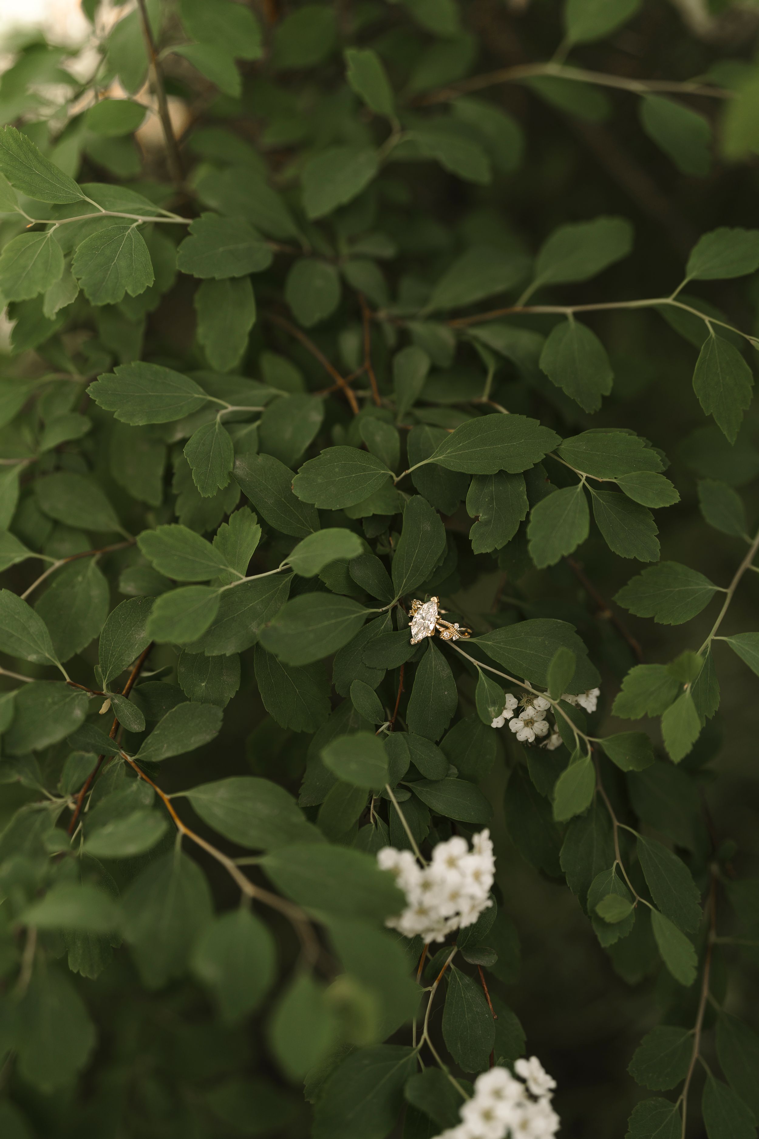 Small white blossoms peek through lush green foliage against a dark background.