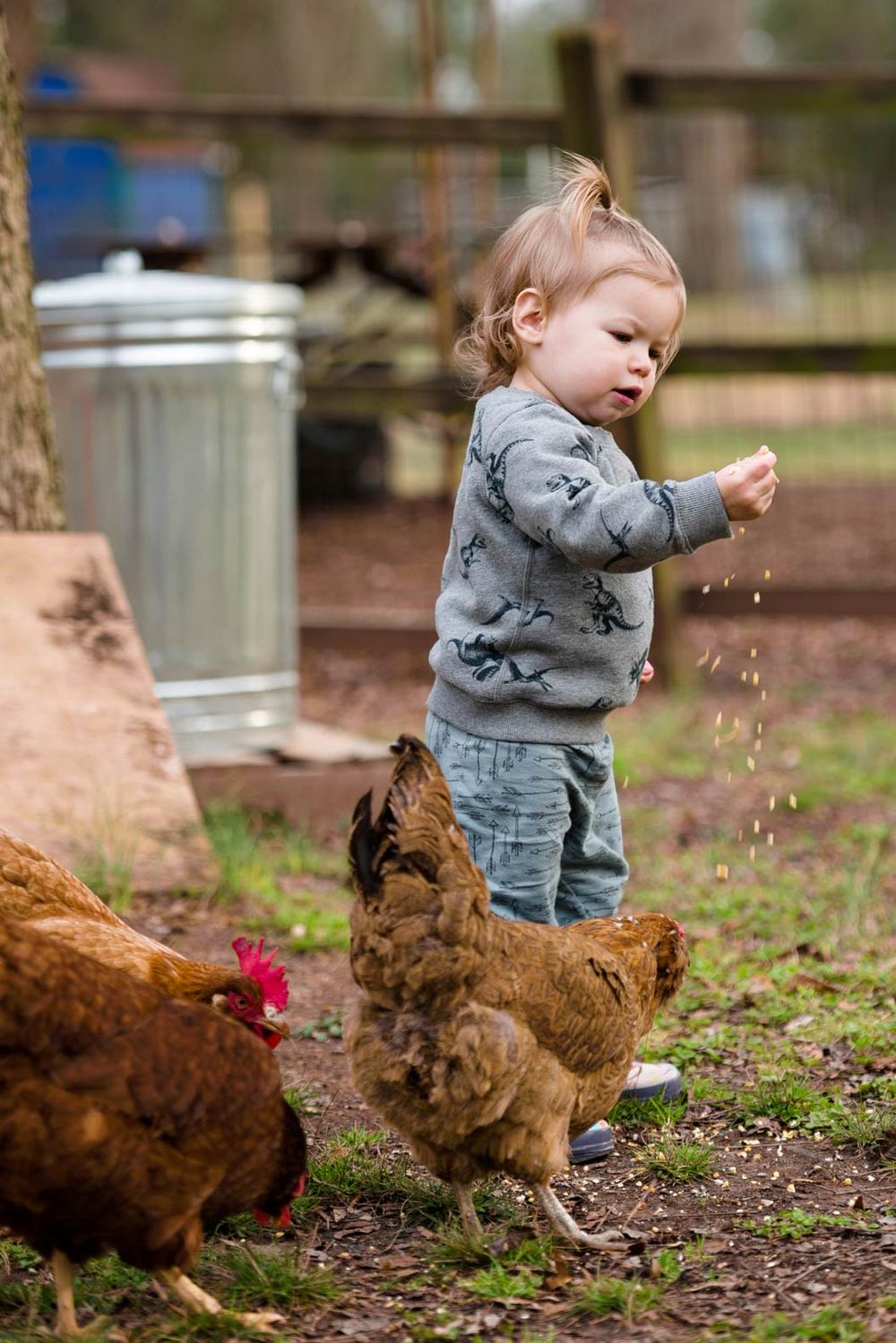 A small child in a gray sweater stands in a farmyard scattering feed while brown chickens gather around.