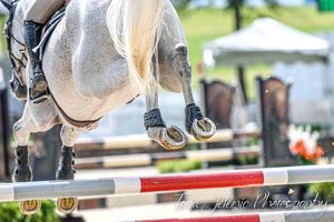 ©Upperville Jumpers
Tara Jelenić Photography