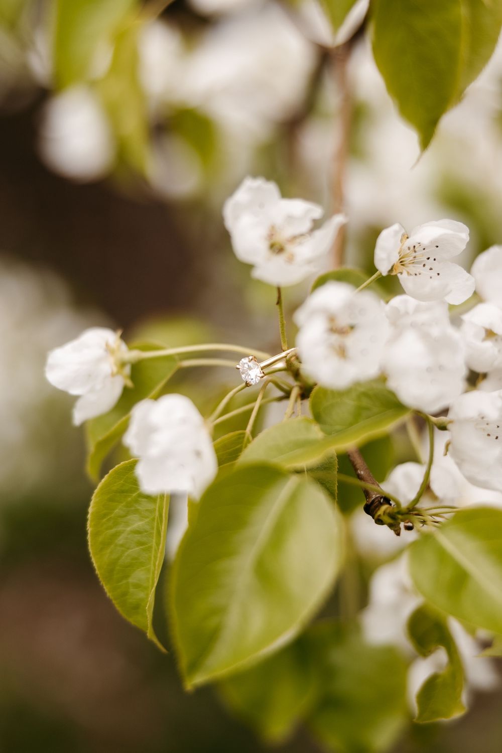 Diamond engagement ring nestled among white spring blossoms and green leaves on a flowering tree branch.