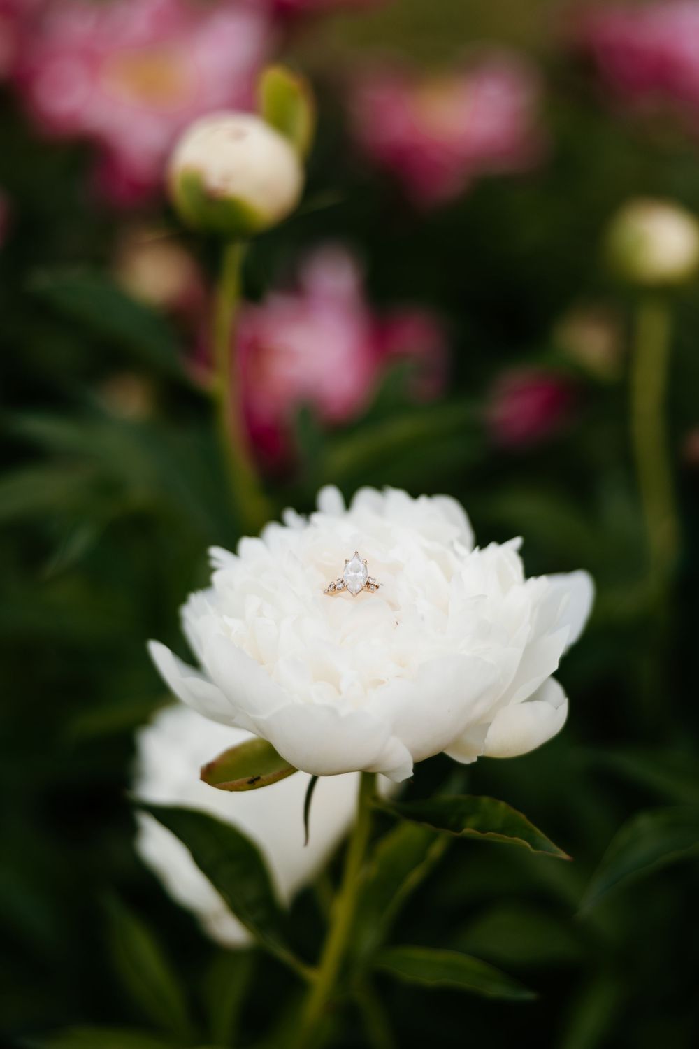 Diamond solitaire engagement ring nestled in a blooming white peony flower in a garden.