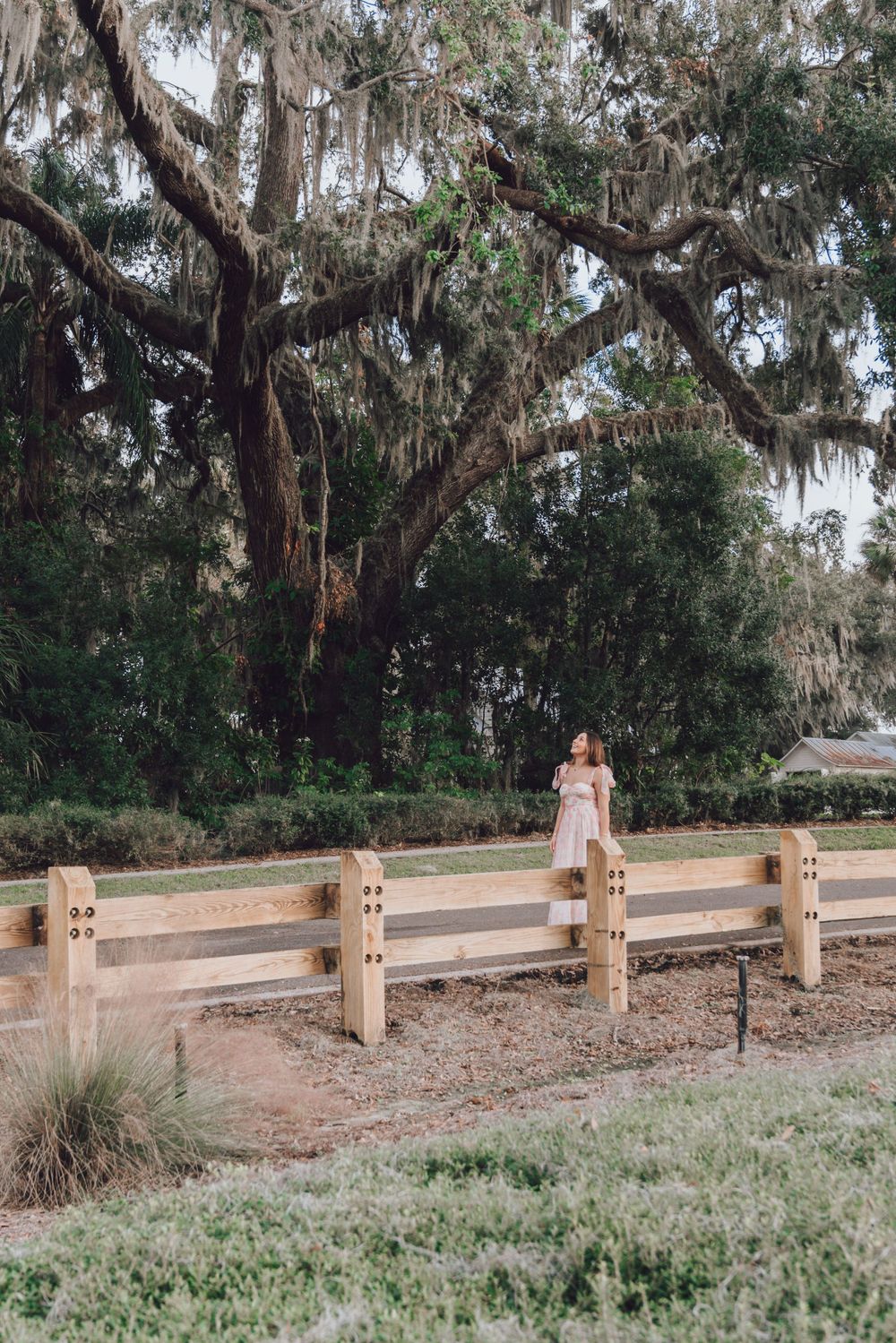Scenic view of Spanish moss hanging from live oak trees along a wooden fence path.