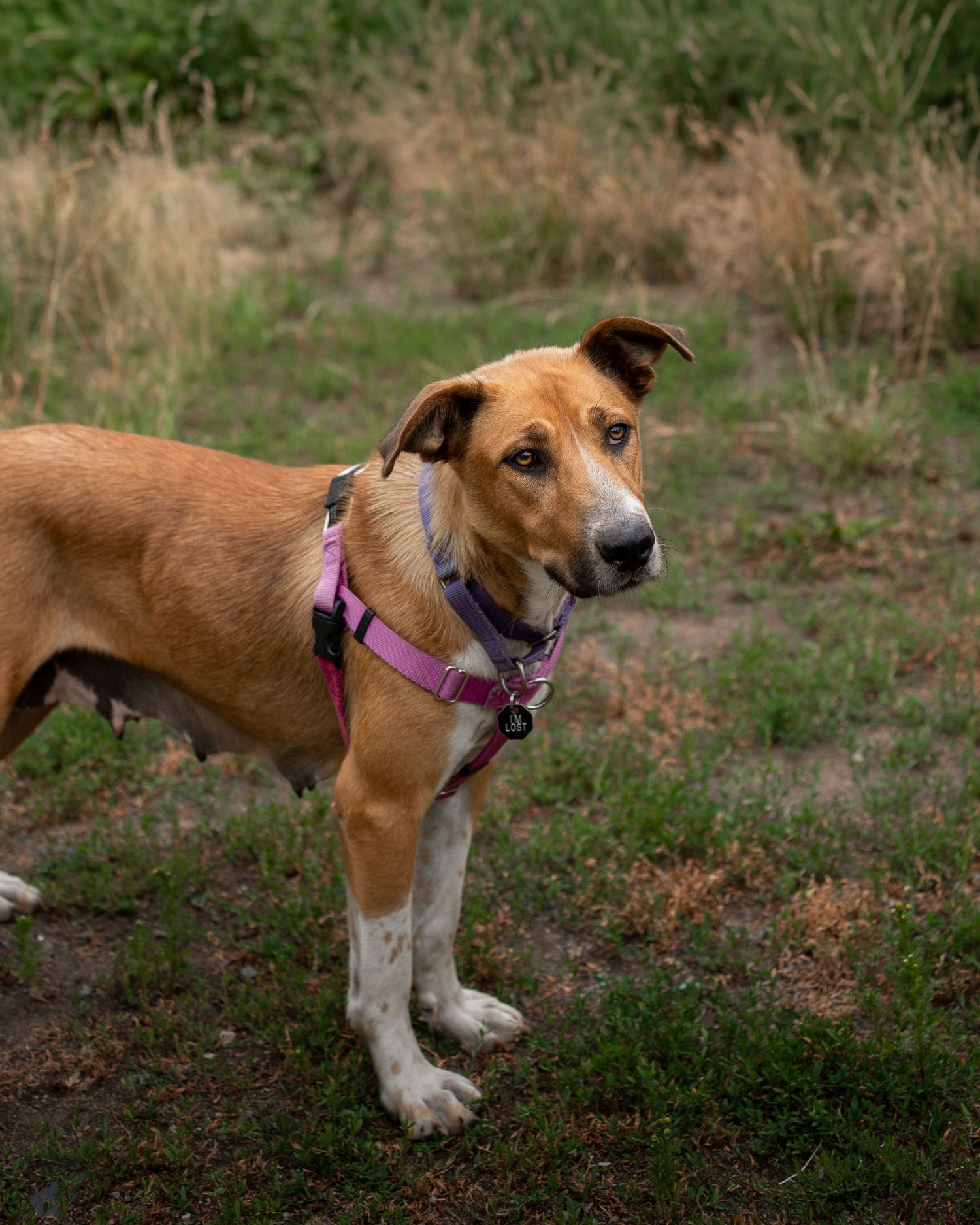 Dog standing among fallen autumn leaves in a sunlit forest with golden foliage in the background during a session for adoptable dogs in BC