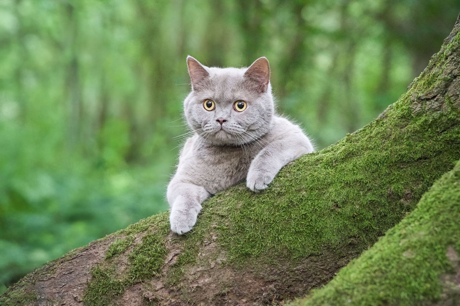 A British Shorthair cat rests on a moss-covered log in a forest setting.