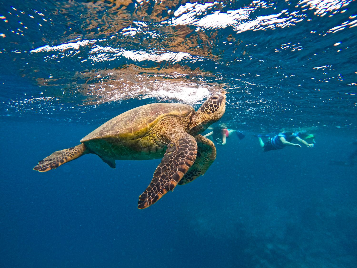 Green sea turtle swimming near the ocean surface with snorkelers in the background.