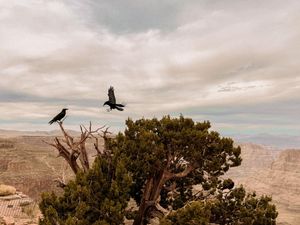Grand Canyon, AZ