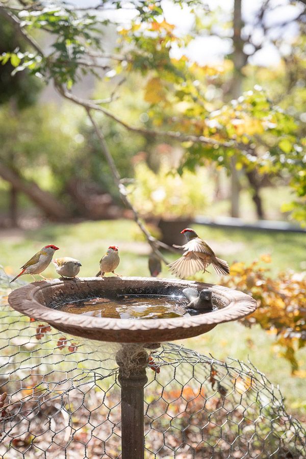 A rustic bird bath in a country garden with 4 small birds gathered on the edges. Autumn leaves and soft sunlight. Photo by Em Callaghan.