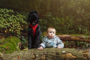 A black dog in a red harness stands next to a fallen log in a forest setting.