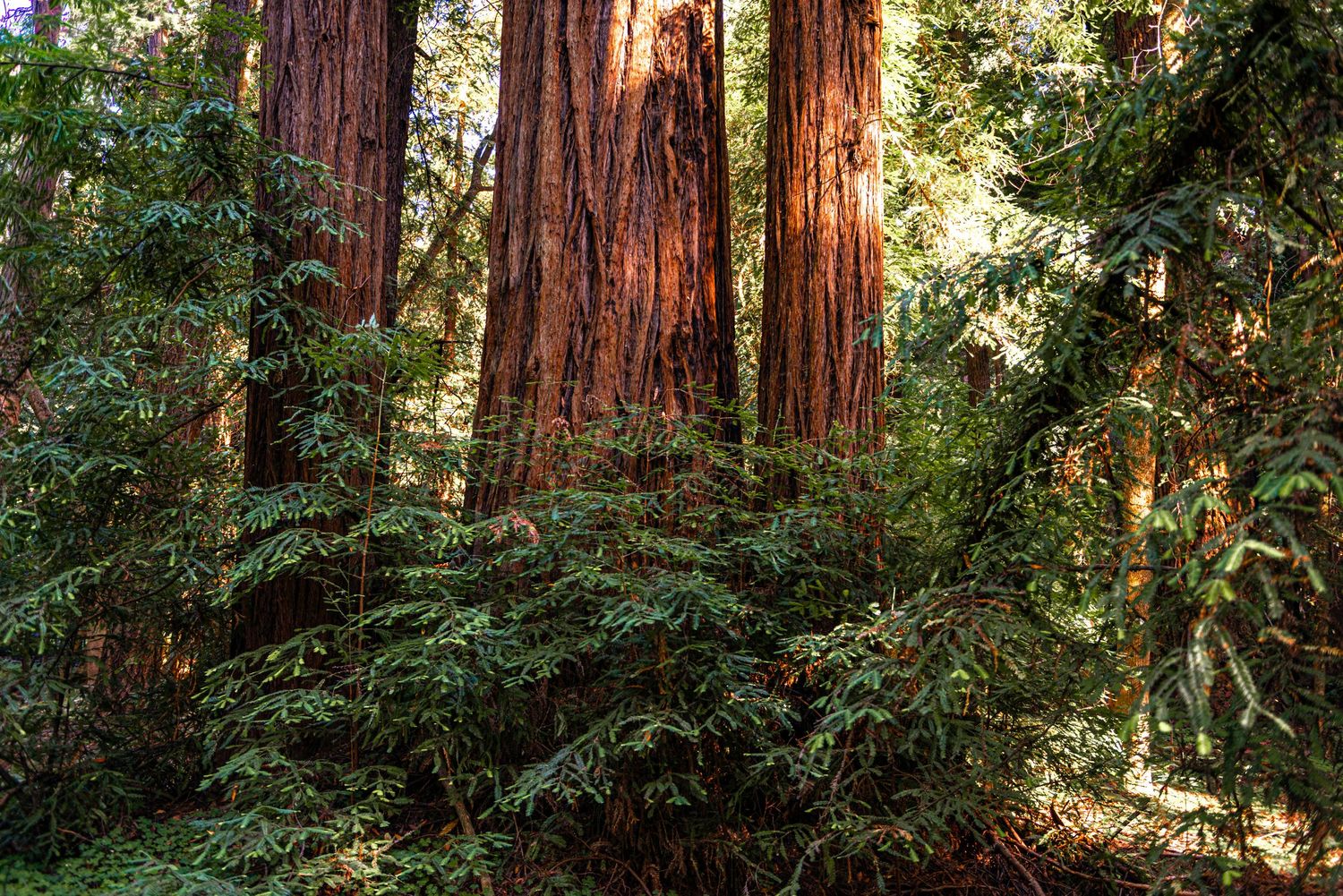 Tall redwood trees with dark, rugged trunks rise through a sunlit forest, surrounded by lush green ferns and shrubs on the forest floor.