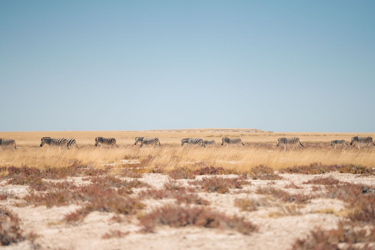troupeau de zèbres dans la savane