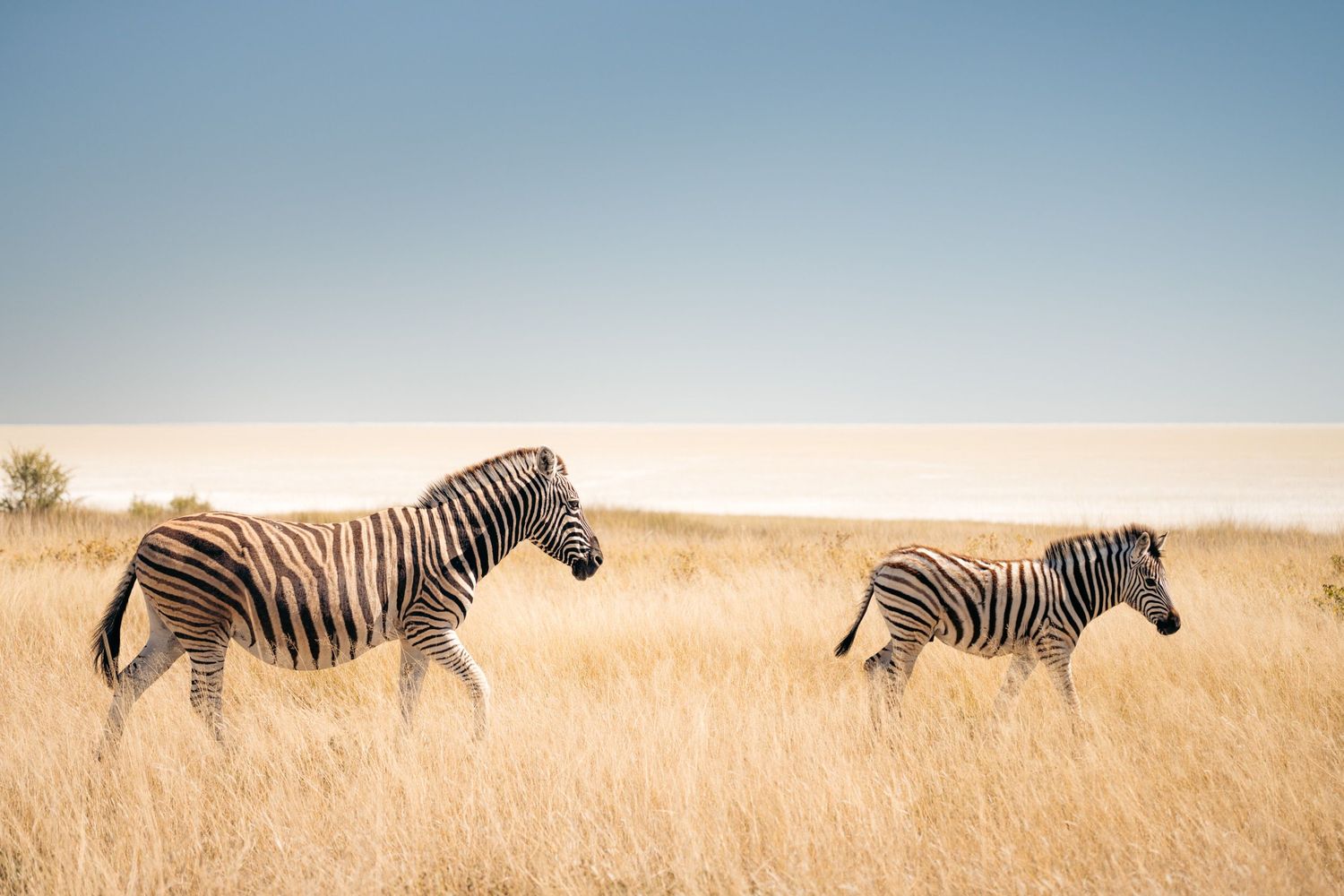 un zèbre et son bébé qui marche dans la savane en safari