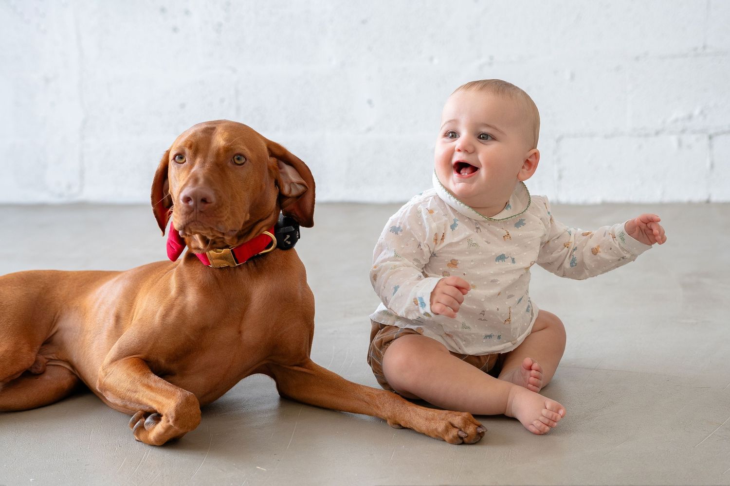 A happy baby sits beside a brown Vizsla dog with a red collar against a white brick wall.