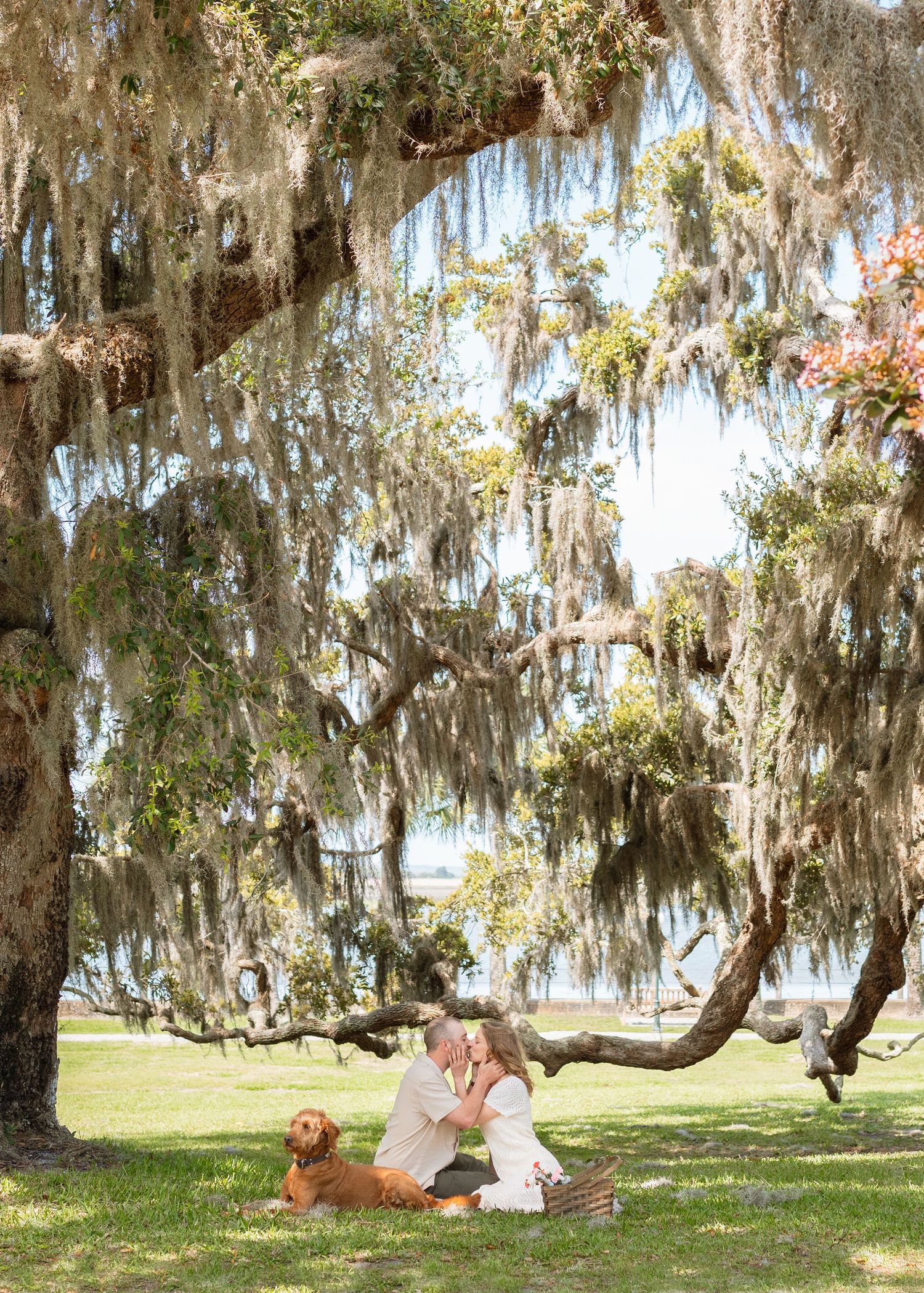 couple kissing under large oak trees and spanish moss, engagement portraits with their dog on jekyll island proposal