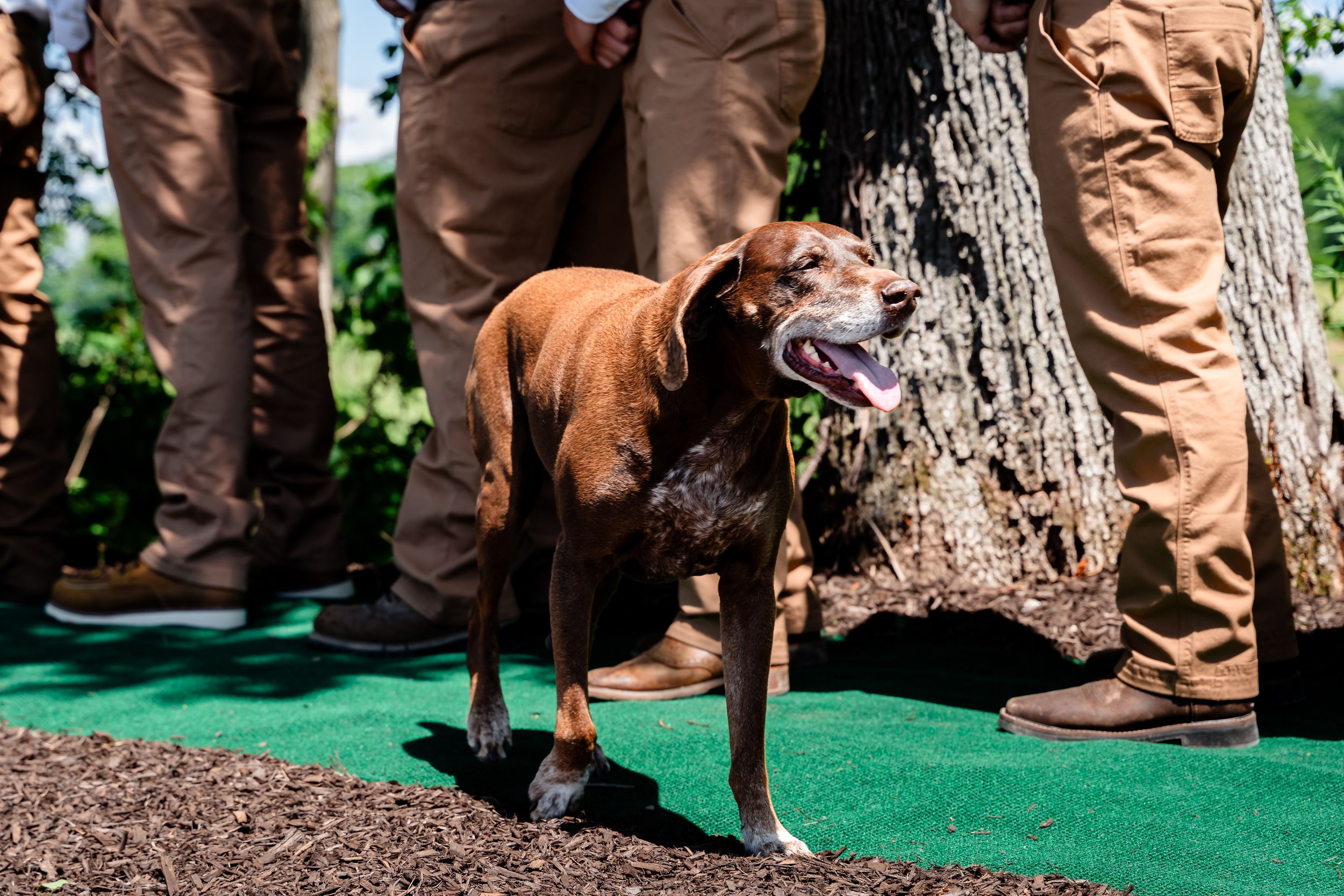 Chocolate brown Labrador dog standing on green carpet among groomsmen in tan pants at wedding.